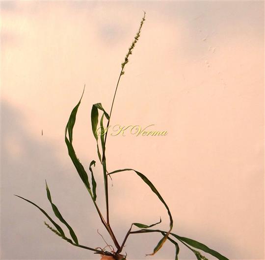  Plant